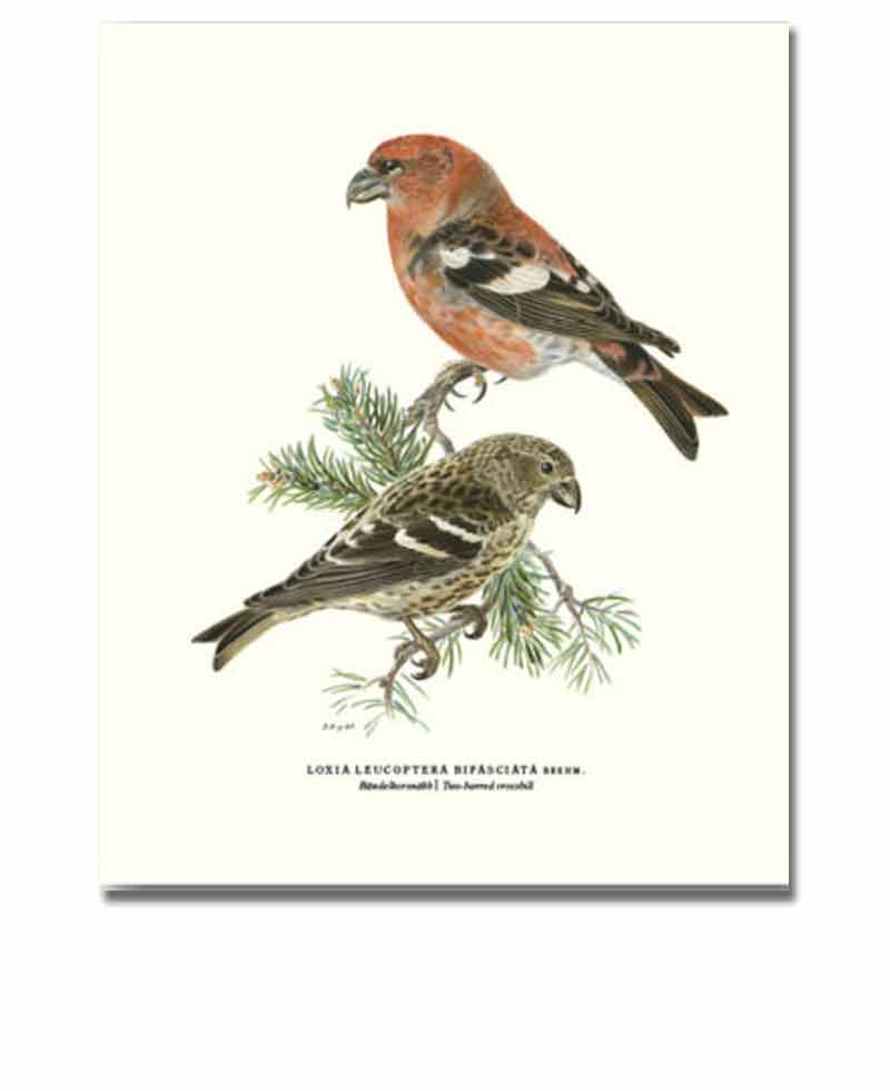 Köp Almanacka online – specialbutik för almanackor & kalendrar